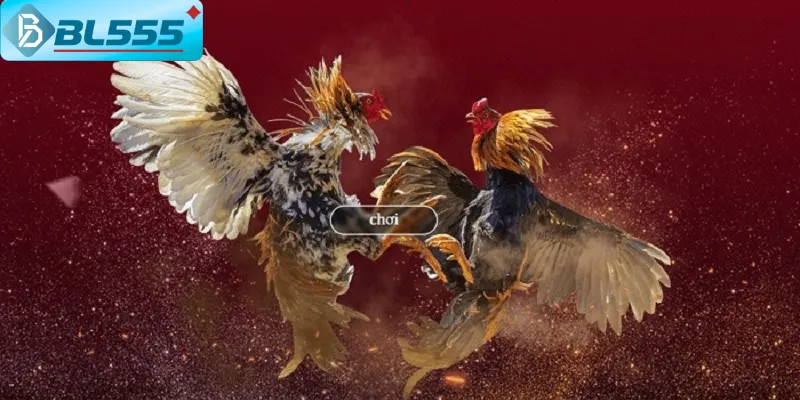Kinh nghiệm chơi đá gà online cho người mới